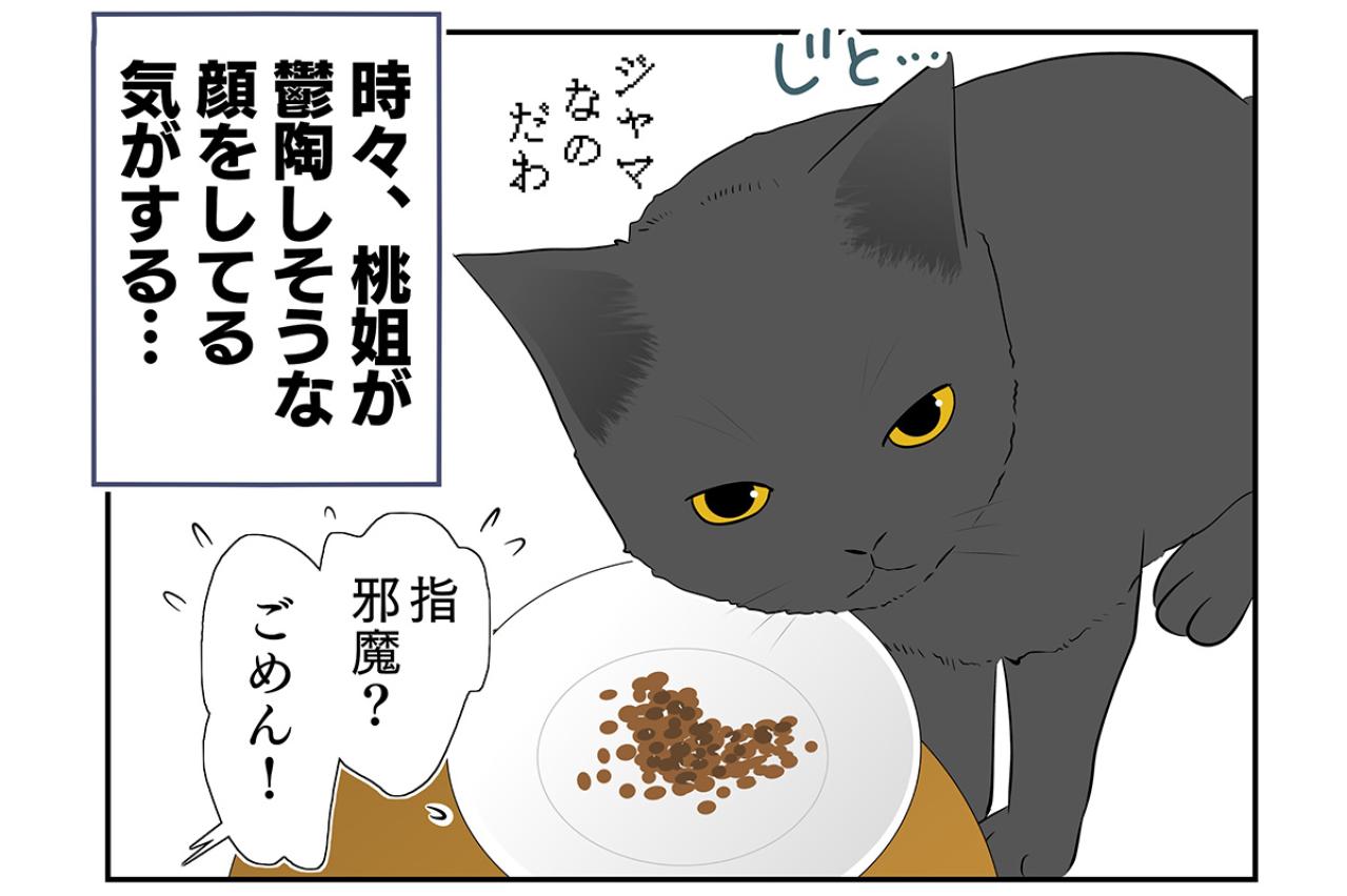 【マンガ・老猫日誌＃25】鬱陶しそうな顔をする猫…19歳の元保護猫・桃姐