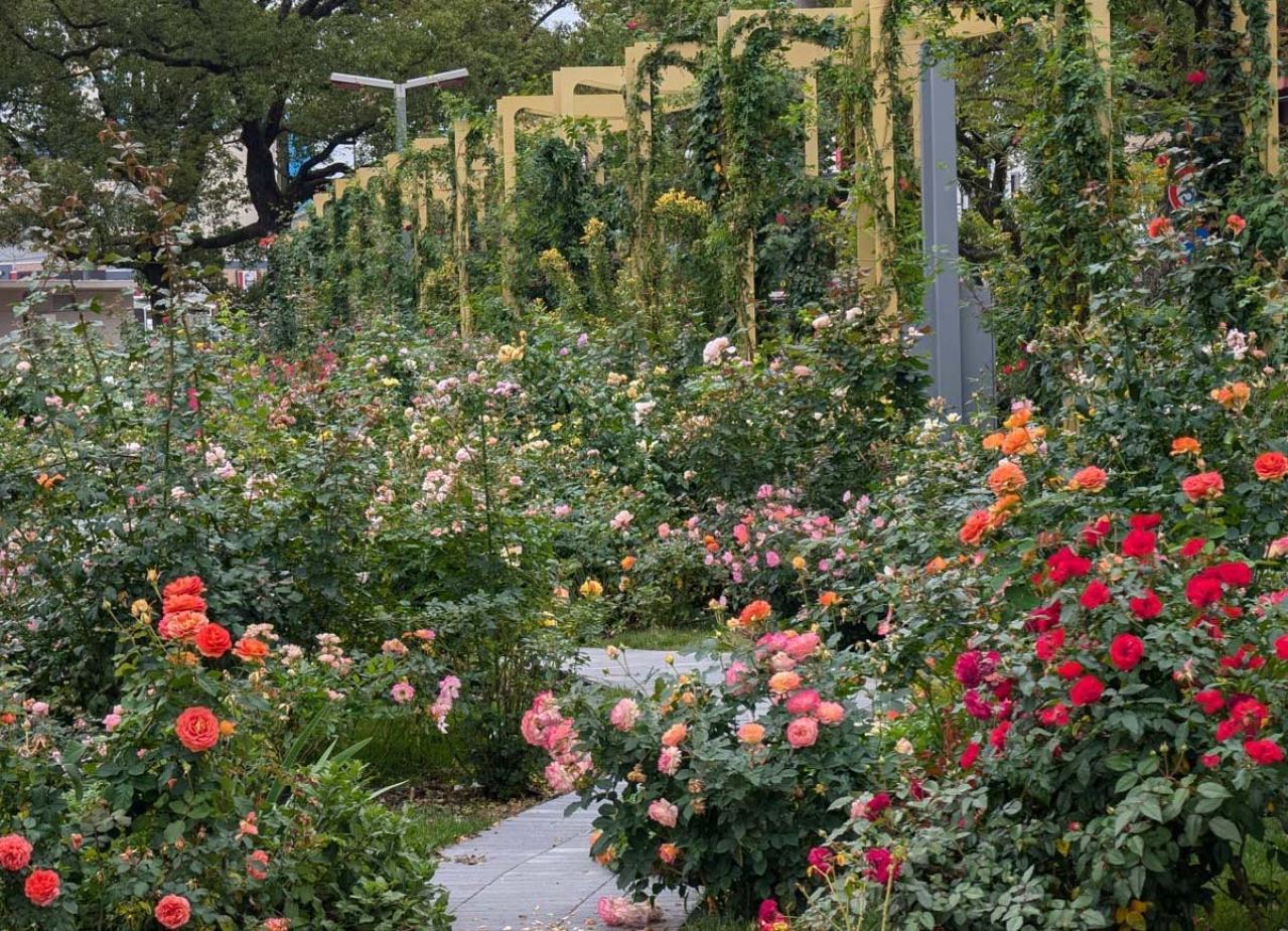 入場料無料で絶景が楽しめる！秋におすすめの【バラ園】2選