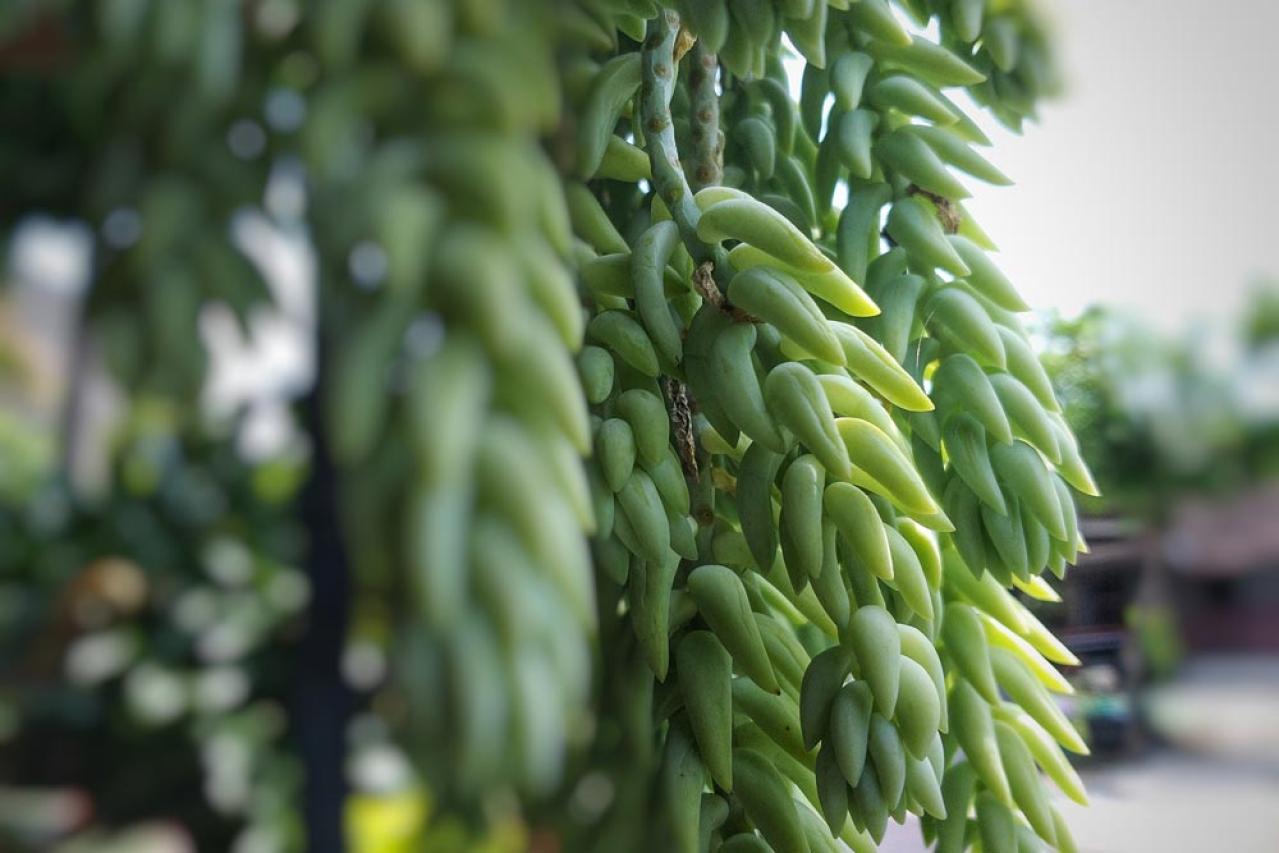 秋は最適シーズン！多肉植物のふやし方と仕立て直しのコツ（画像18）
