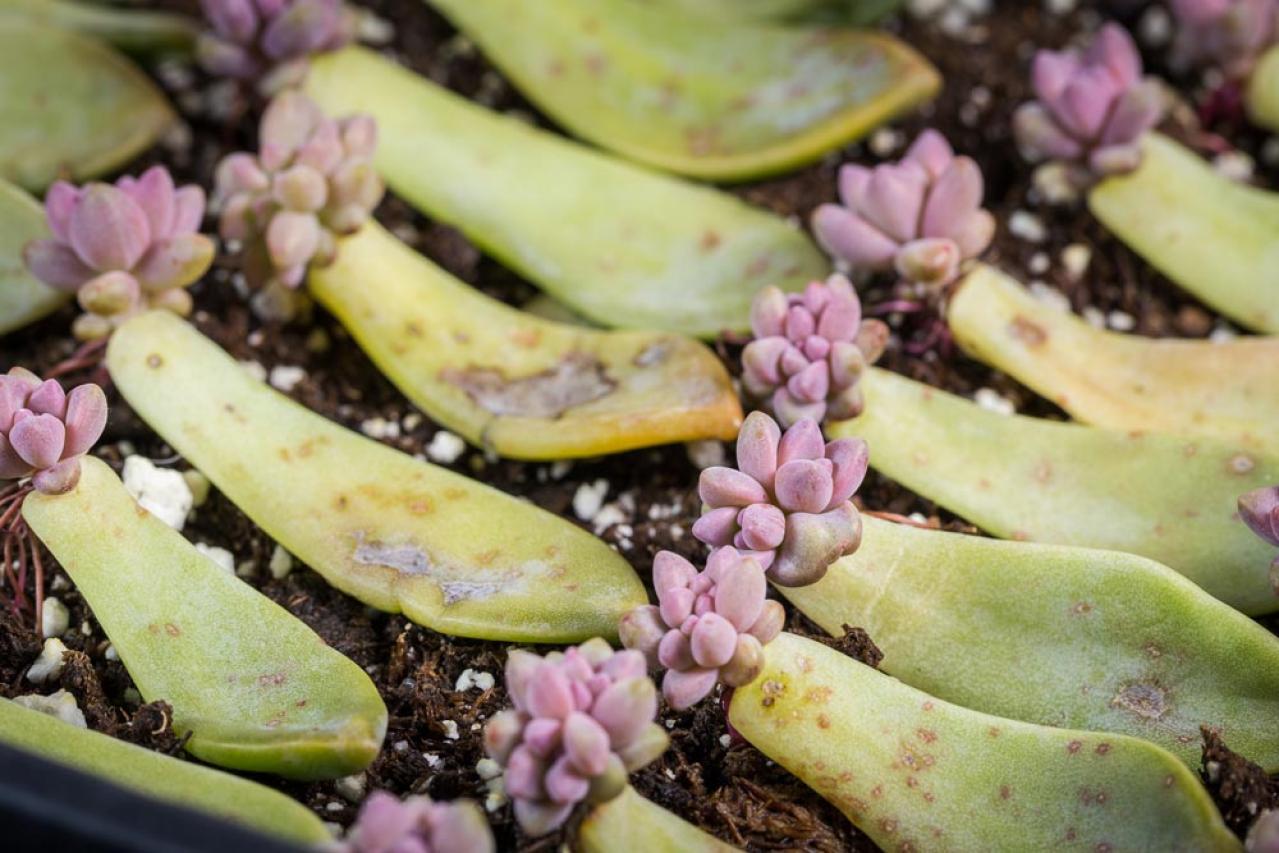 秋は最適シーズン！多肉植物のふやし方と仕立て直しのコツ（画像8）