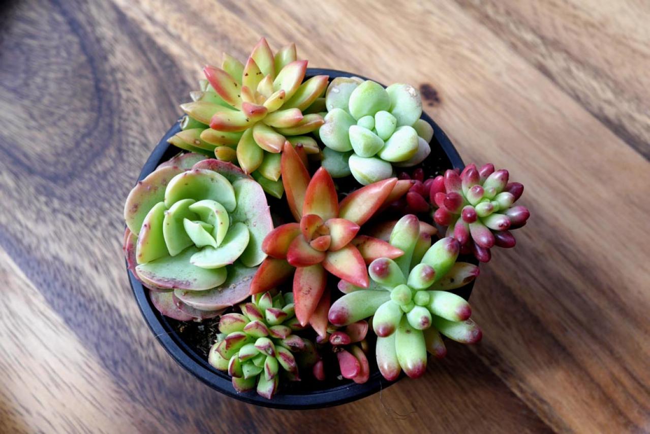 秋は最適シーズン！多肉植物のふやし方と仕立て直しのコツ（画像3）