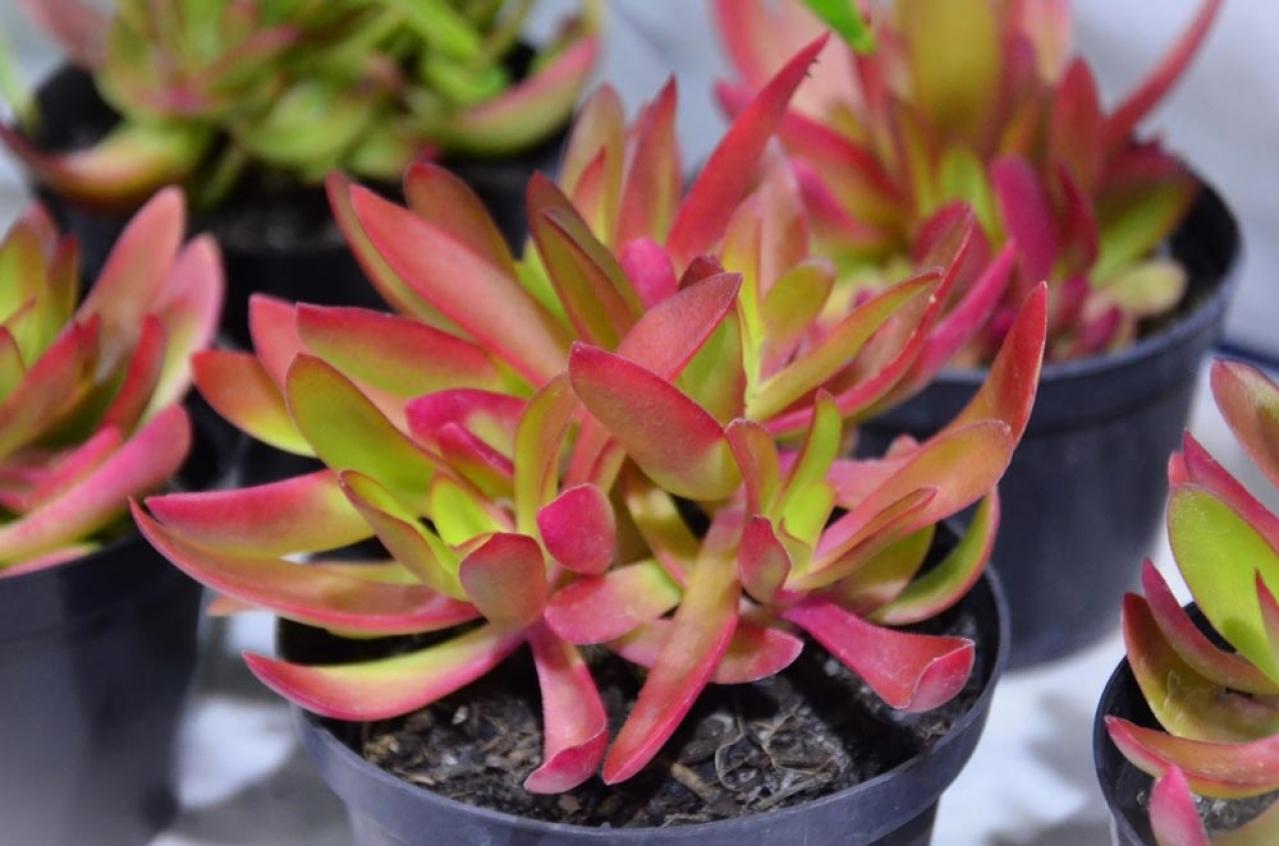 秋は最適シーズン！多肉植物のふやし方と仕立て直しのコツ（画像13）