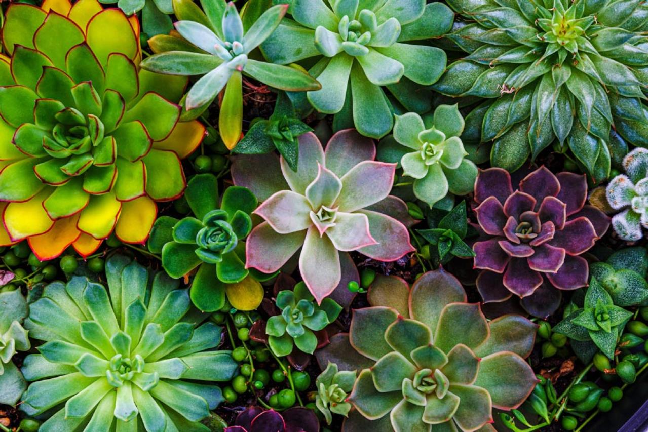 秋は最適シーズン！多肉植物のふやし方と仕立て直しのコツ（画像14）