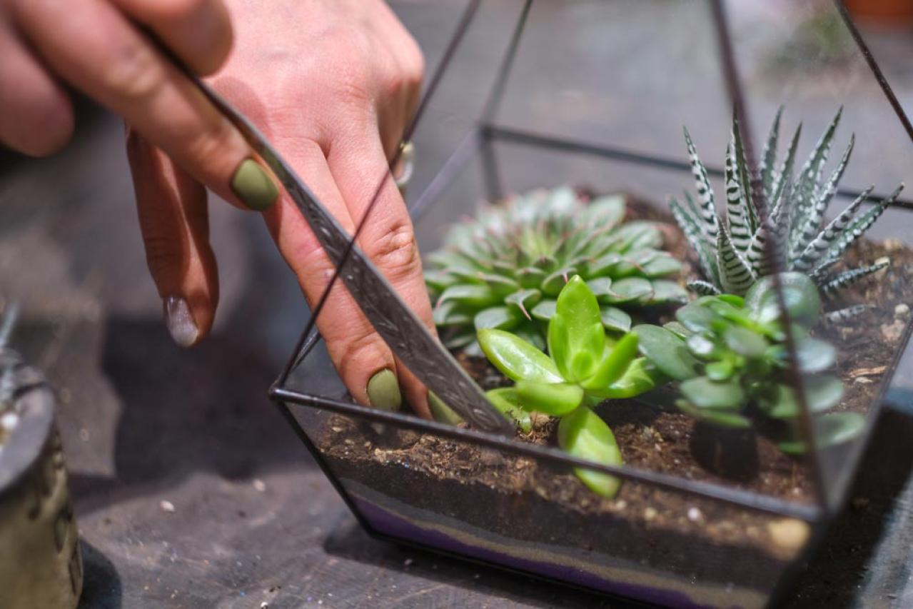 秋は最適シーズン！多肉植物のふやし方と仕立て直しのコツ（画像20）