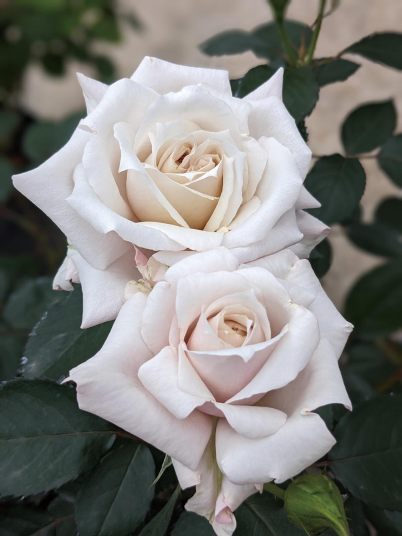 10月中旬から花の見頃を迎える【関東の絶景バラ園】2選｜バラのプロがおすすめ（画像12）