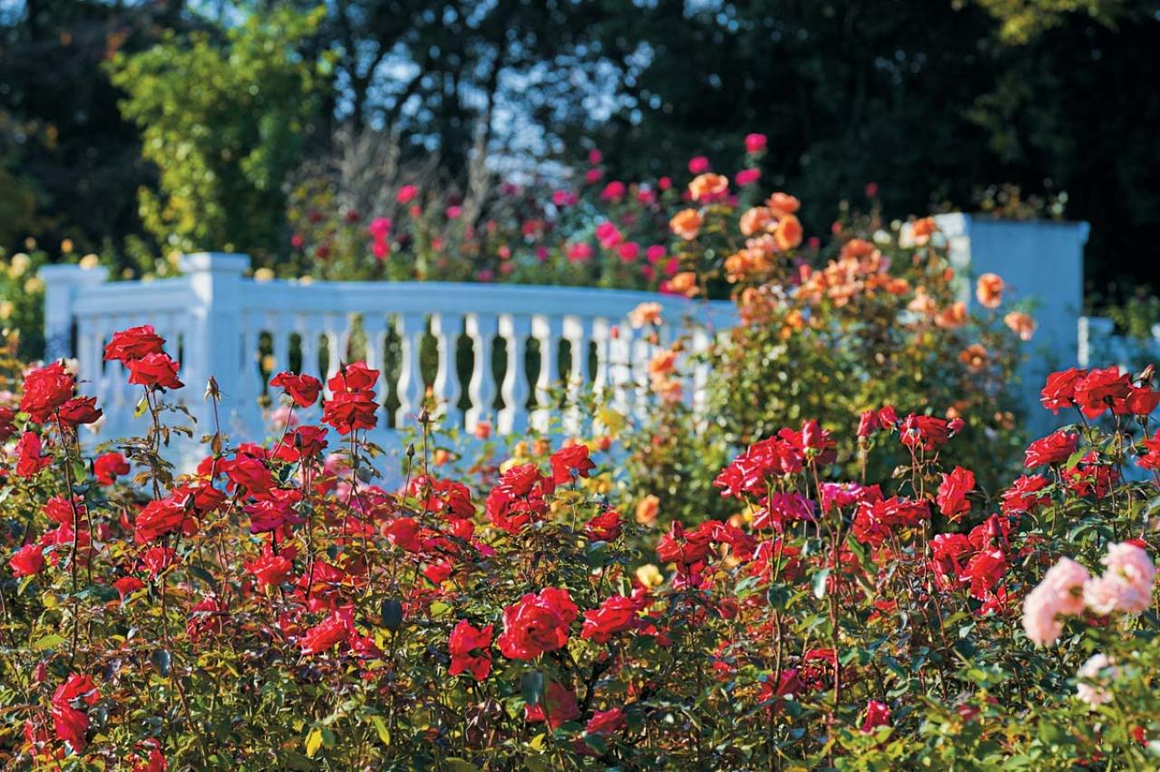 10月中旬から花の見頃を迎える【関東の絶景バラ園】2選｜バラのプロがおすすめ（画像9）