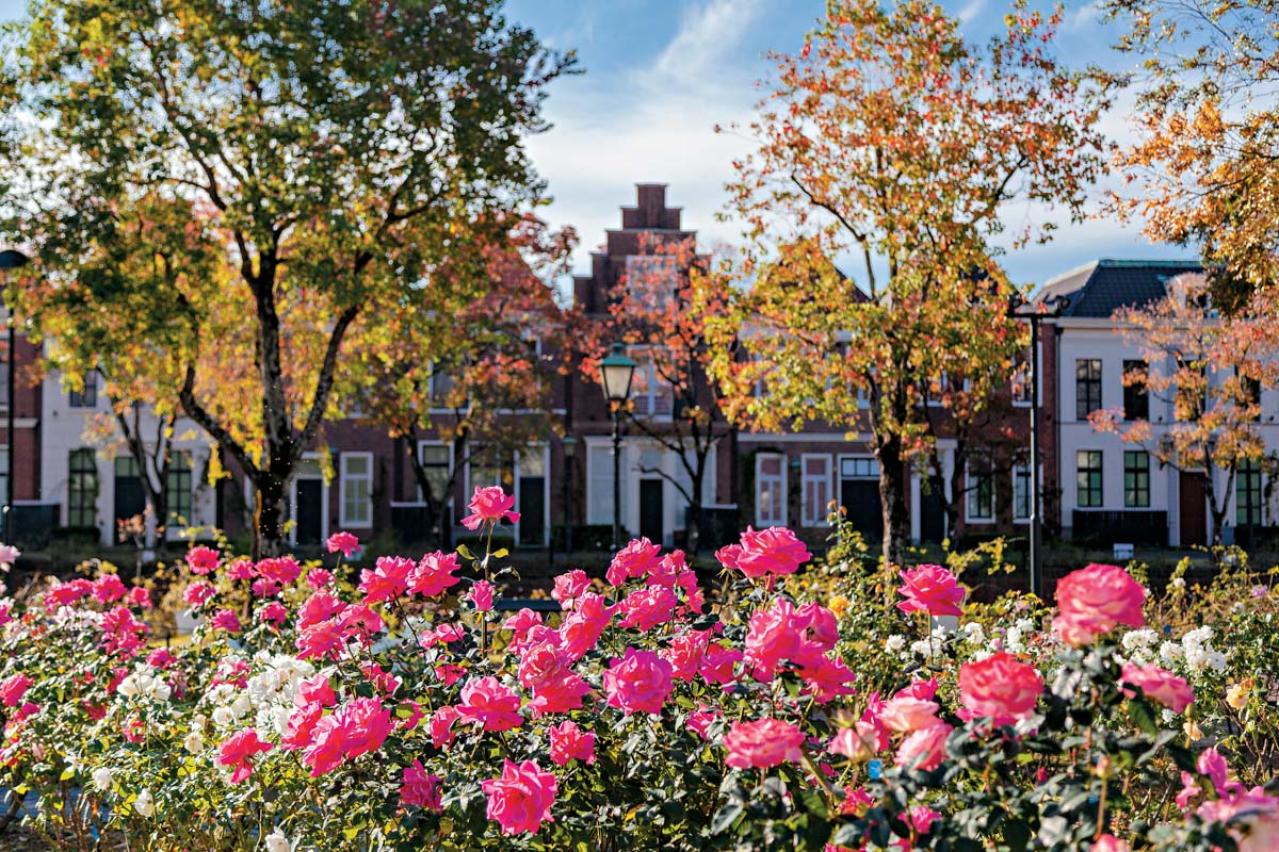 秋の絶景スポット！「ひらかたパーク」＆「ハウステンボス」で楽しむおすすめバラ園巡り