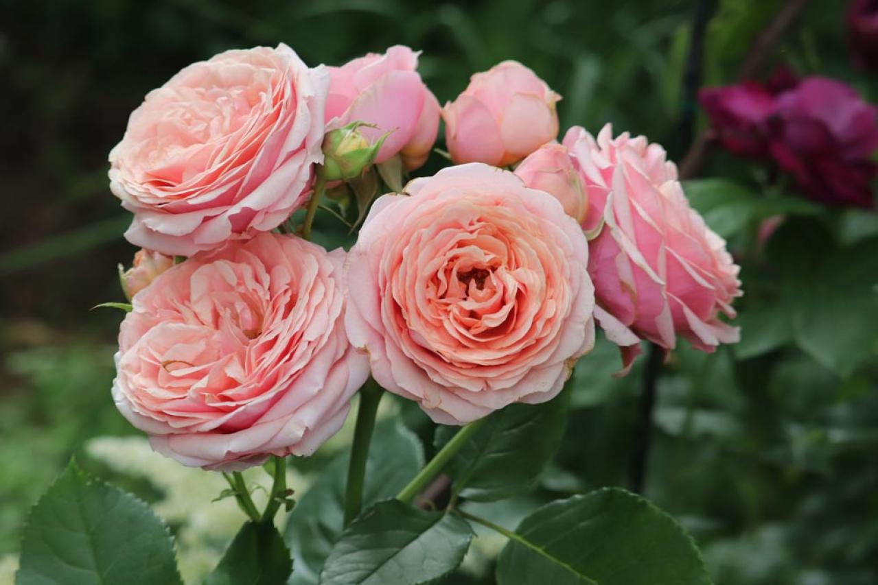 バラをきれいに育てる意外なポイント！初心者向け【ボリューム管理】とは？（画像6）