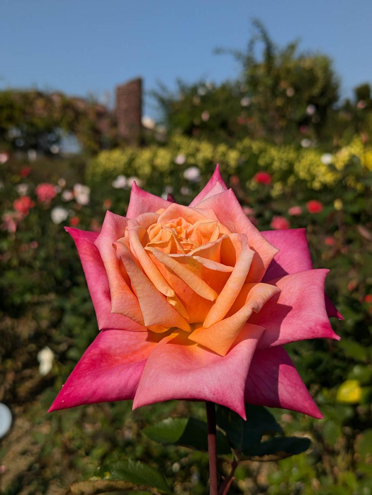 秋の絶景スポット！「ひらかたパーク」＆「ハウステンボス」で楽しむおすすめバラ園巡り（画像7）