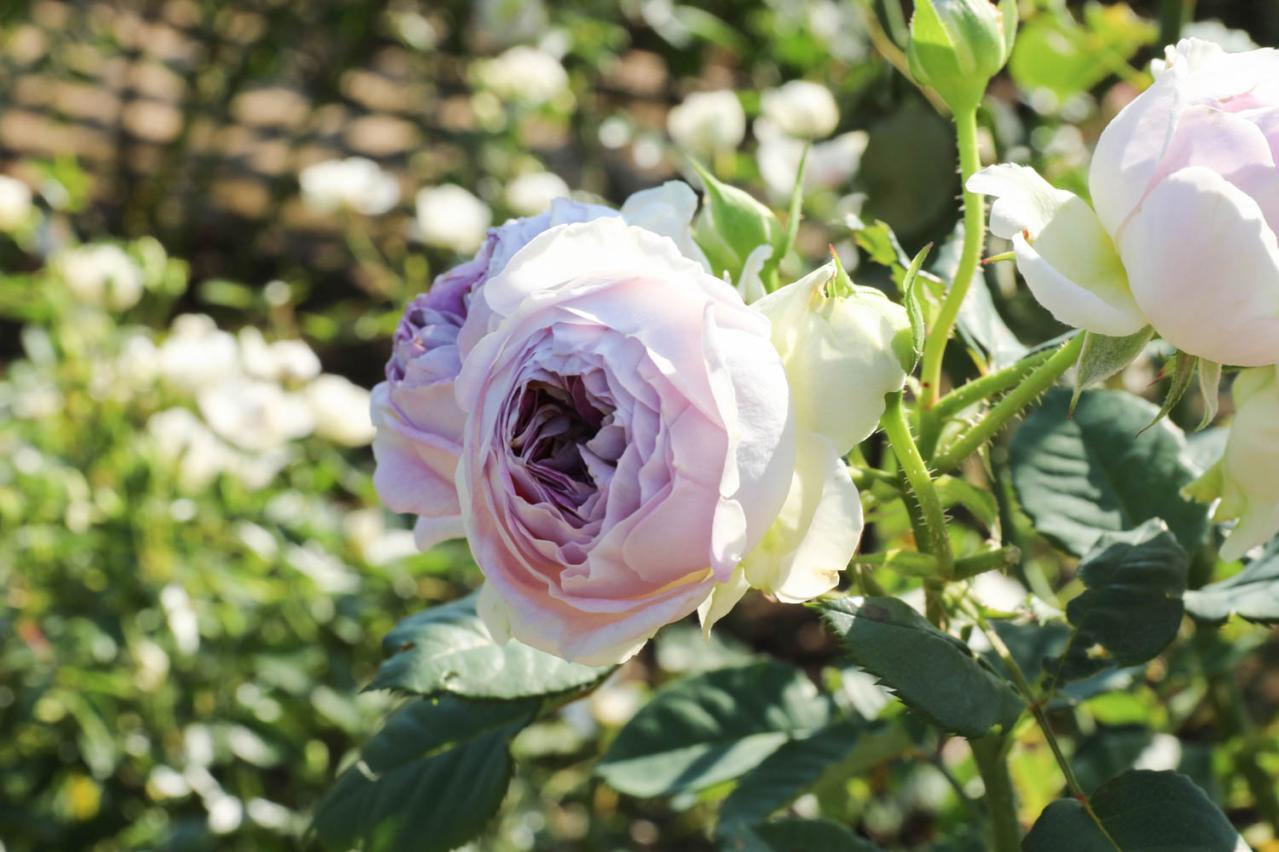 咲き誇る秋バラが圧巻！ 中部エリアの【バラ園】2選。ローズスタイリスト・大野耕生さん監修のスポットも紹介（画像11）