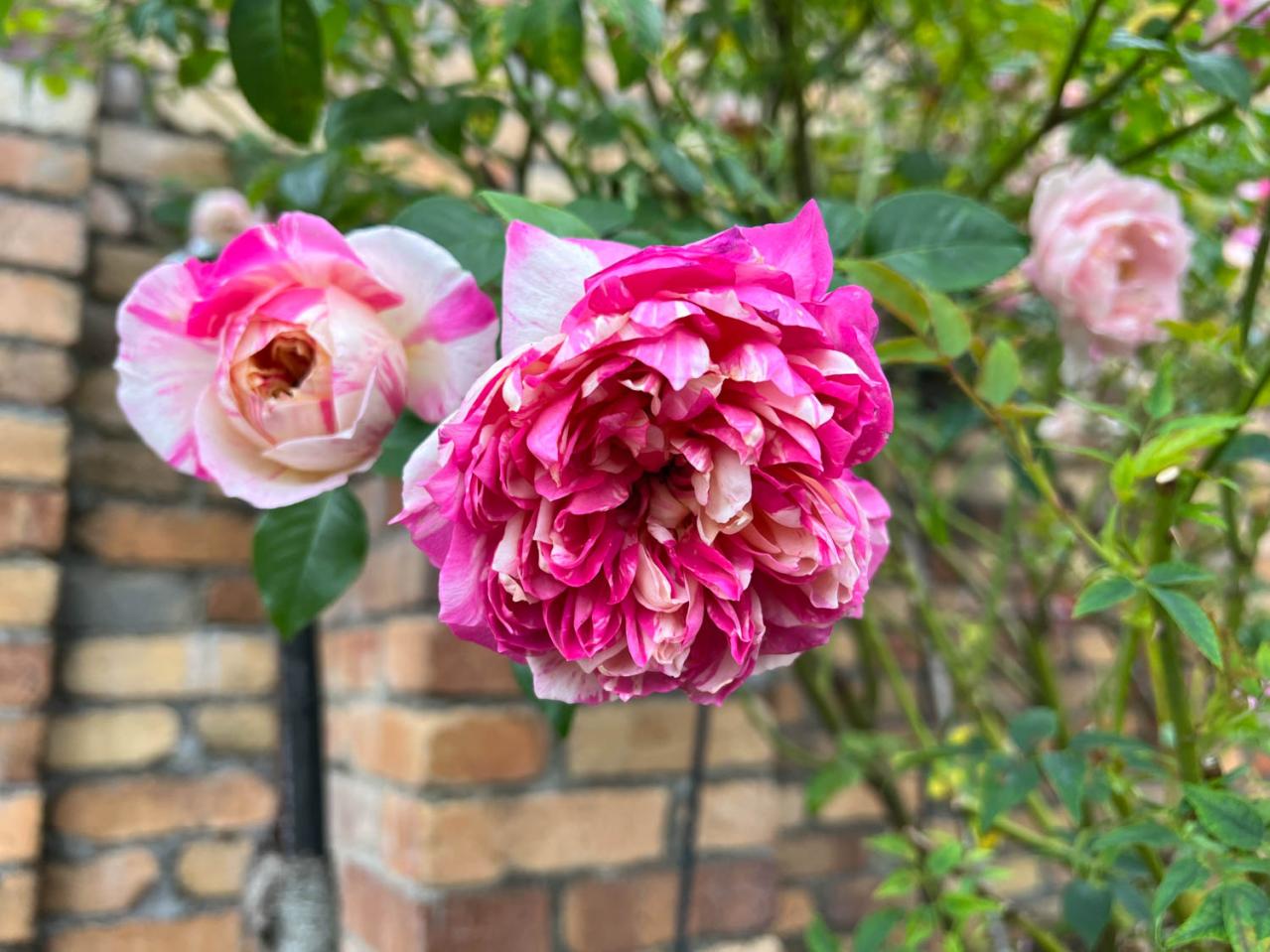 咲き誇る秋バラが圧巻！ 中部エリアの【バラ園】2選。ローズスタイリスト・大野耕生さん監修のスポットも紹介（画像12）