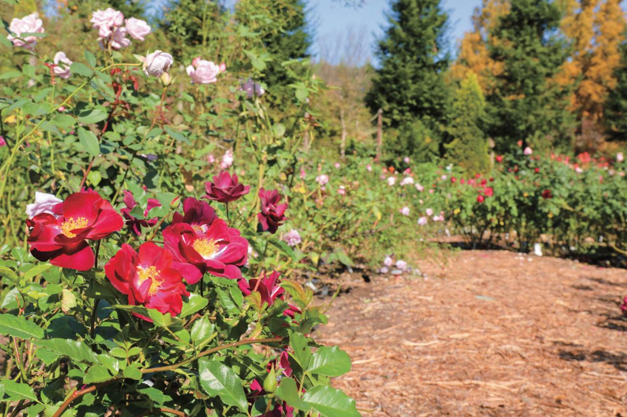 咲き誇る秋バラが圧巻！ 中部エリアの【バラ園】2選。ローズスタイリスト・大野耕生さん監修のスポットも紹介（画像10）