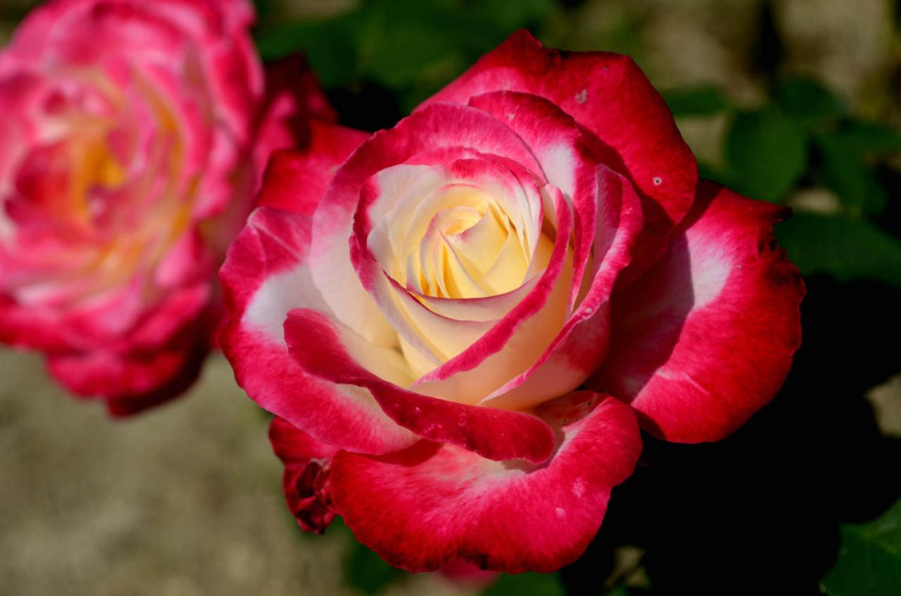 咲き誇る秋バラが圧巻！ 中部エリアの【バラ園】2選。ローズスタイリスト・大野耕生さん監修のスポットも紹介（画像6）