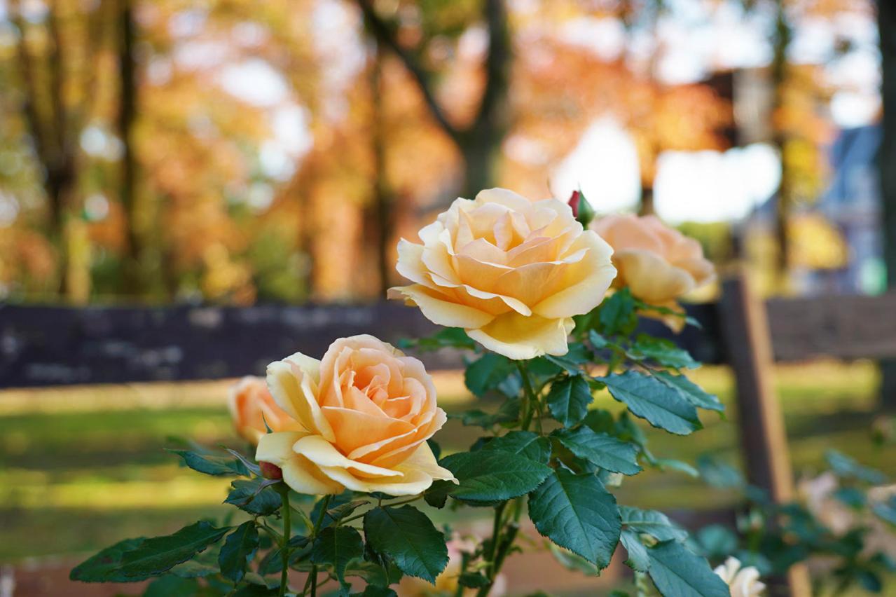 秋の絶景スポット！「ひらかたパーク」＆「ハウステンボス」で楽しむおすすめバラ園巡り（画像12）