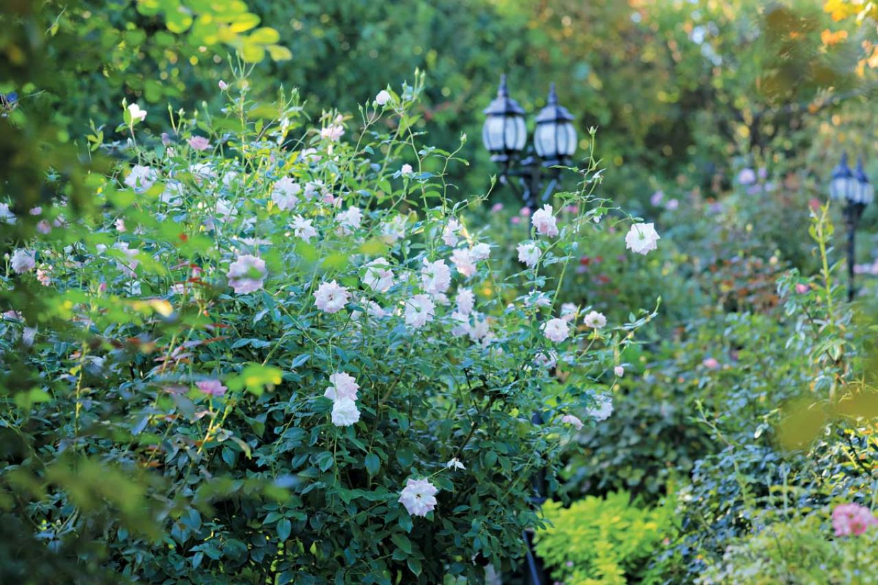 10月中旬から花の見頃を迎える【関東の絶景バラ園】2選｜バラのプロがおすすめ（画像3）
