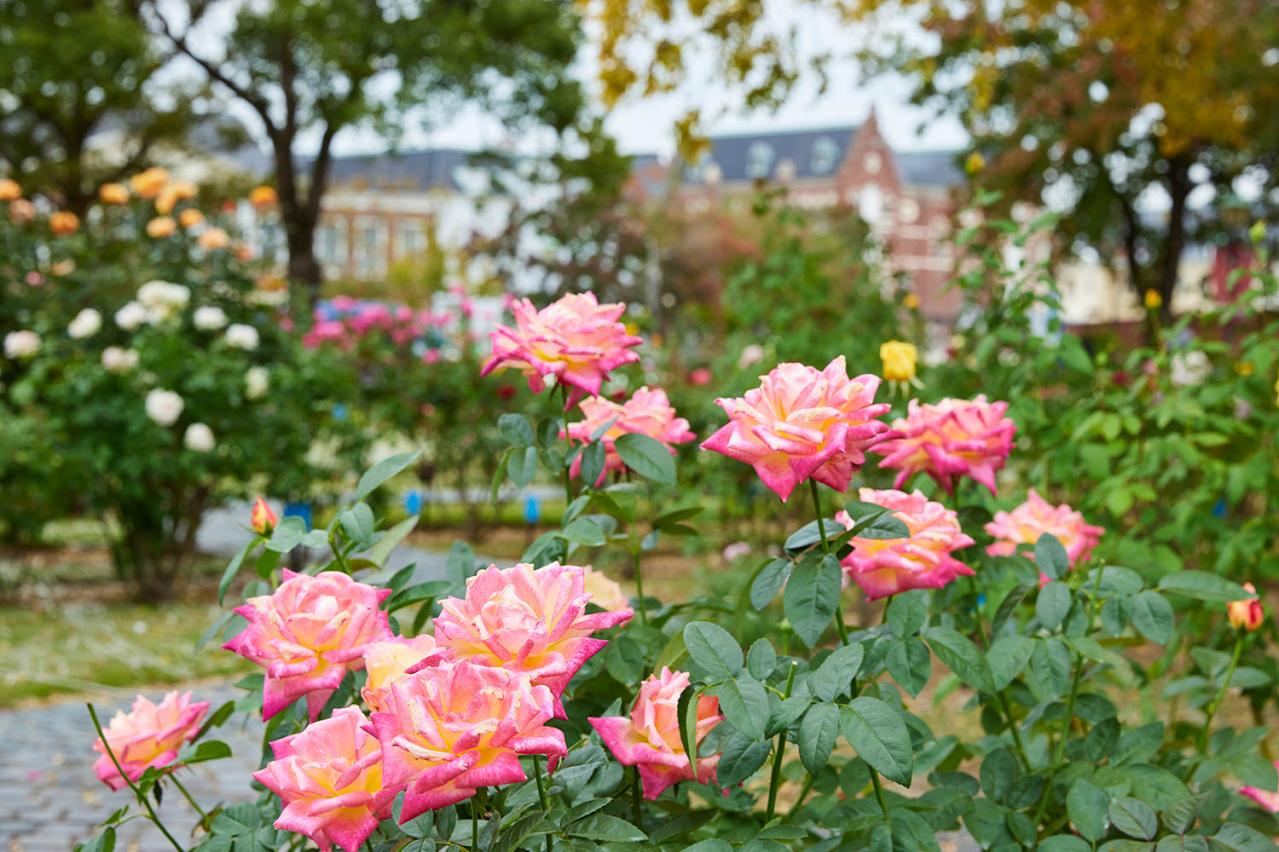 秋の絶景スポット！「ひらかたパーク」＆「ハウステンボス」で楽しむおすすめバラ園巡り（画像11）