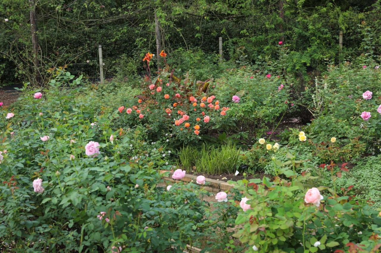 咲き誇る秋バラが圧巻！ 中部エリアの【バラ園】2選。ローズスタイリスト・大野耕生さん監修のスポットも紹介（画像9）
