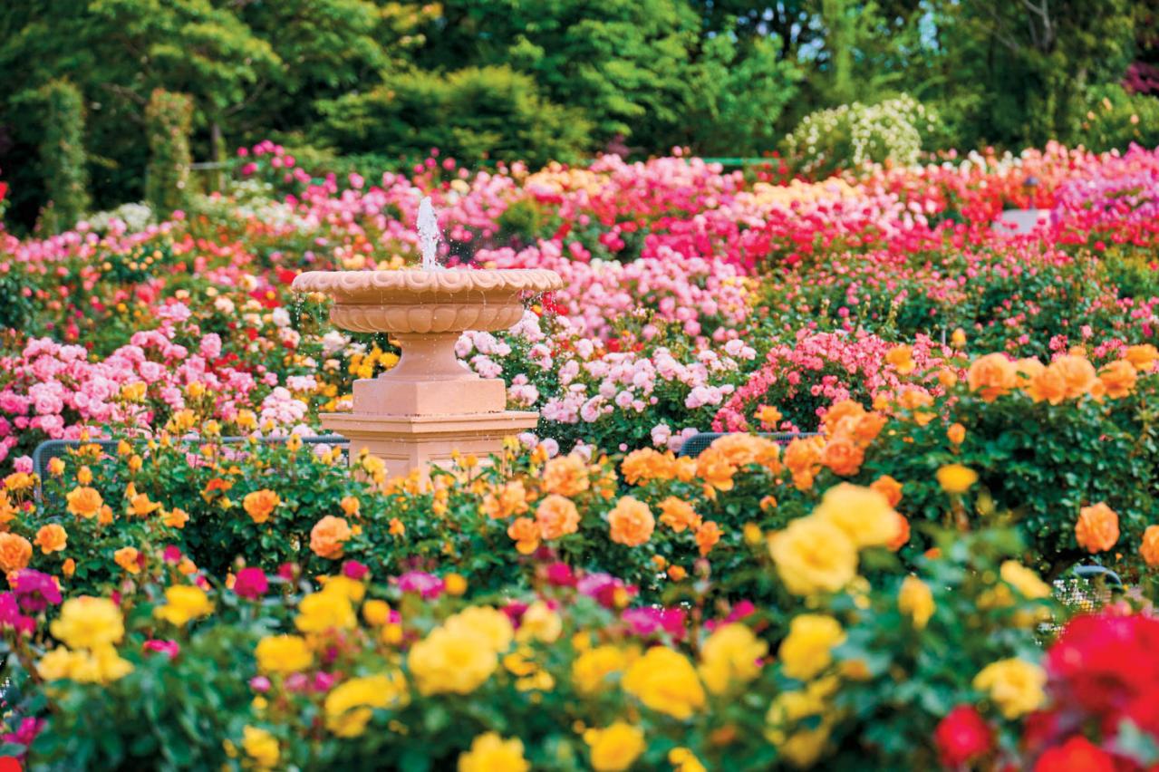 10月中旬から花の見頃を迎える【関東の絶景バラ園】2選｜バラのプロがおすすめ