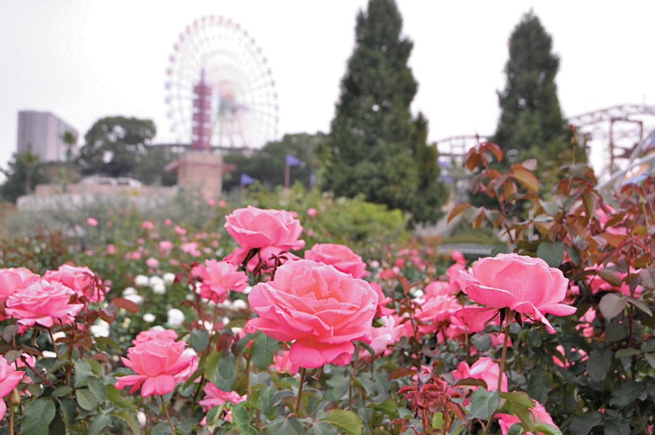 秋の絶景スポット！「ひらかたパーク」＆「ハウステンボス」で楽しむおすすめバラ園巡り（画像4）