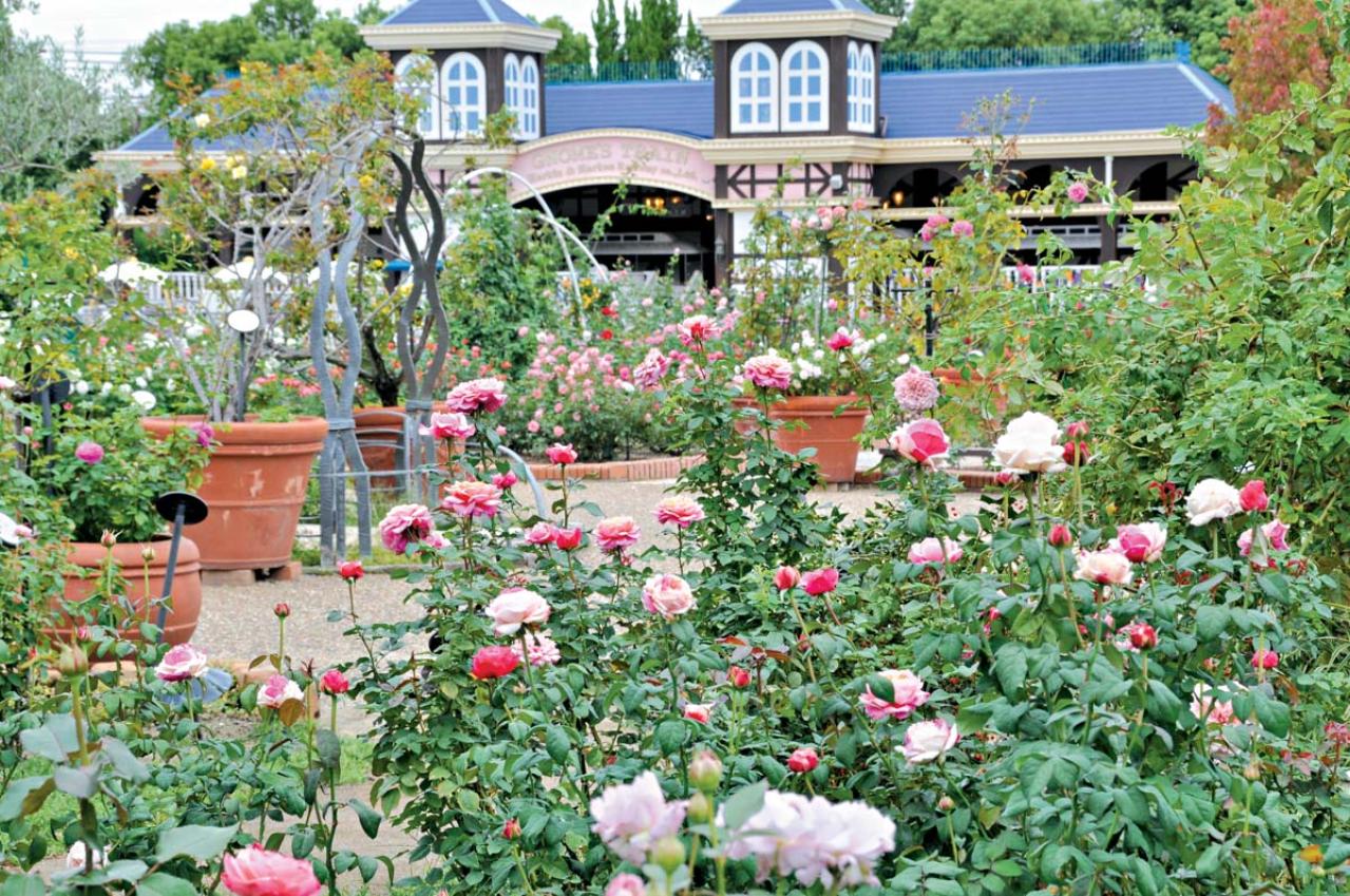 秋の絶景スポット！「ひらかたパーク」＆「ハウステンボス」で楽しむおすすめバラ園巡り（画像3）