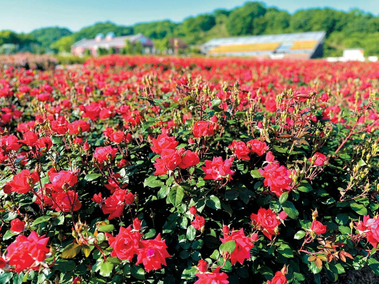 咲き誇る秋バラが圧巻！ 中部エリアの【バラ園】2選。ローズスタイリスト・大野耕生さん監修のスポットも紹介（画像3）
