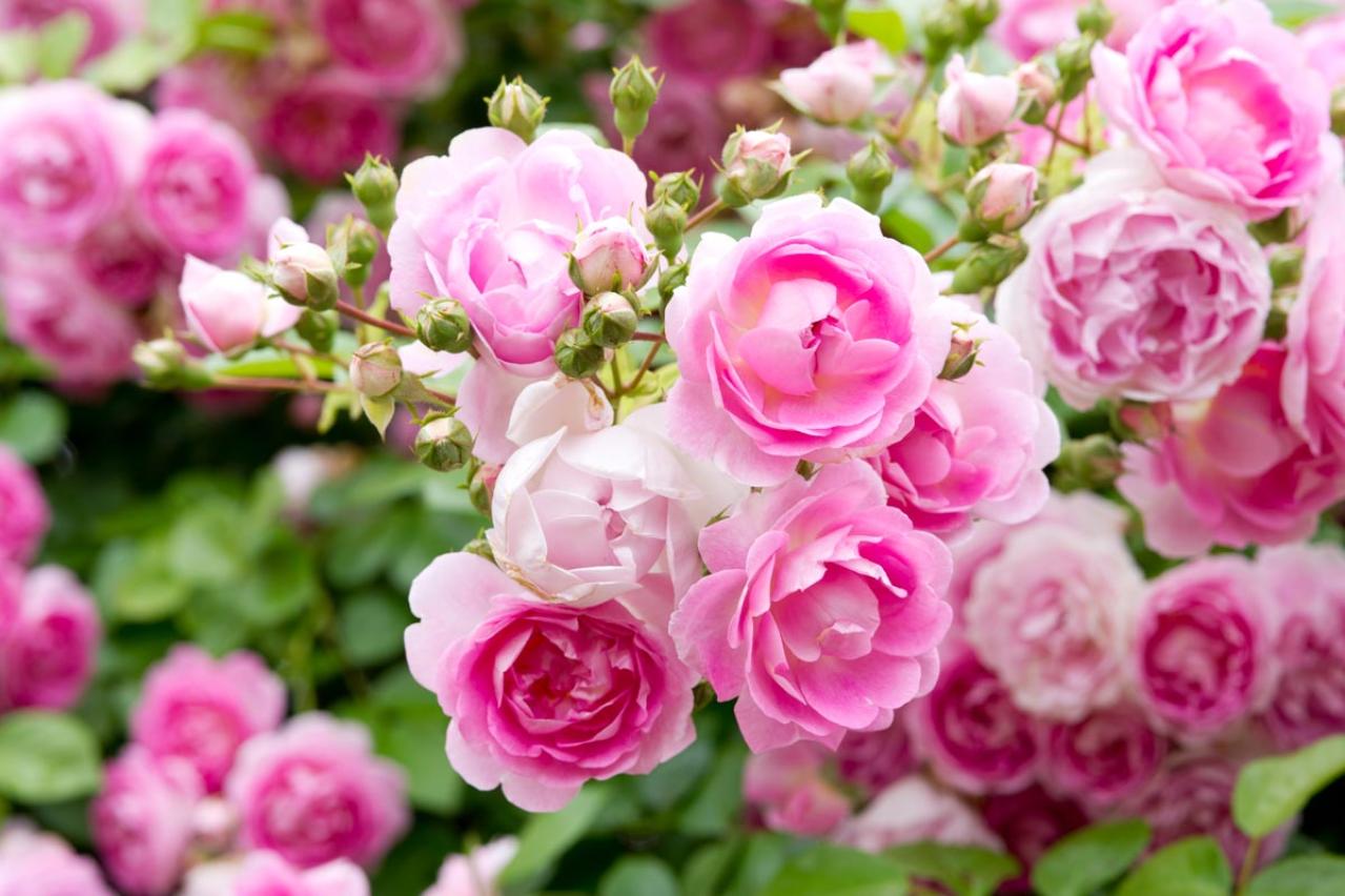 バラをきれいに育てる意外なポイント！初心者向け【ボリューム管理】とは？