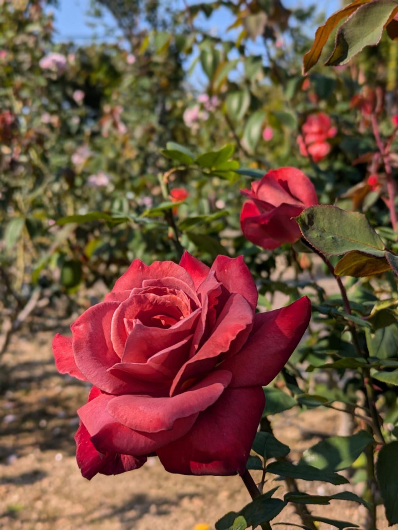 秋の絶景スポット！「ひらかたパーク」＆「ハウステンボス」で楽しむおすすめバラ園巡り（画像6）