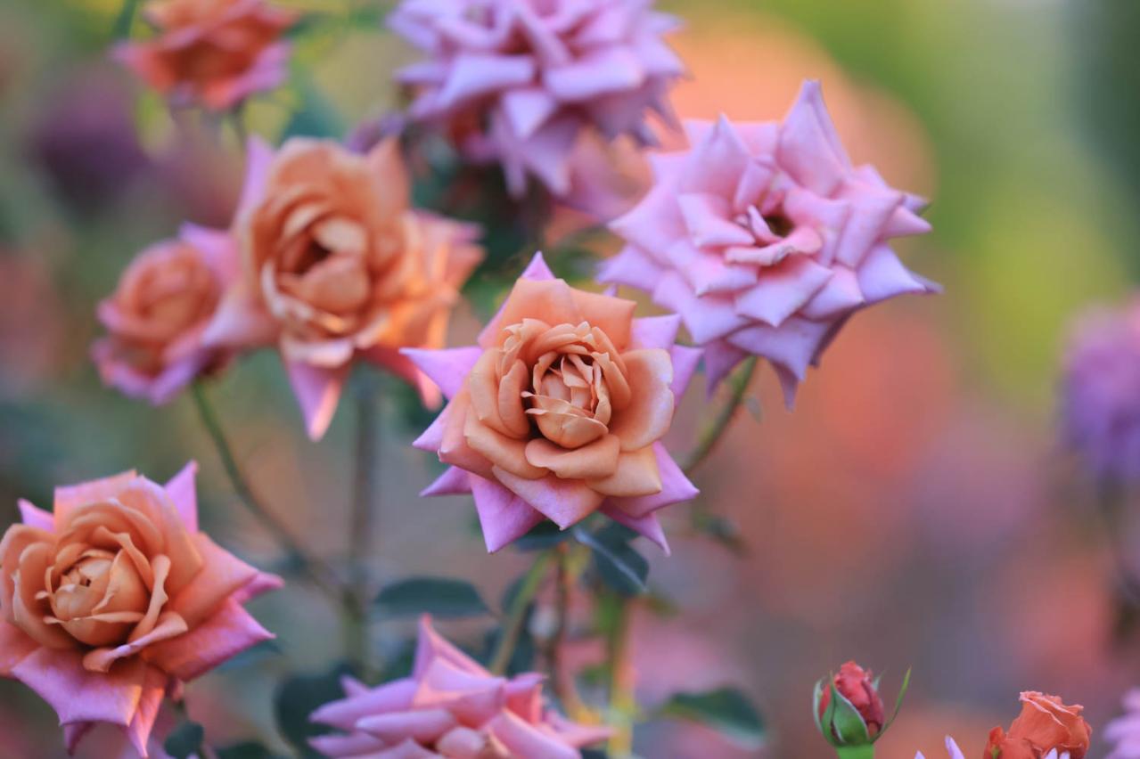 10月中旬から花の見頃を迎える【関東の絶景バラ園】2選｜バラのプロがおすすめ（画像7）