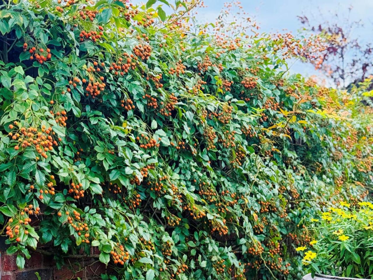 咲き誇る秋バラが圧巻！ 中部エリアの【バラ園】2選。ローズスタイリスト・大野耕生さん監修のスポットも紹介（画像5）