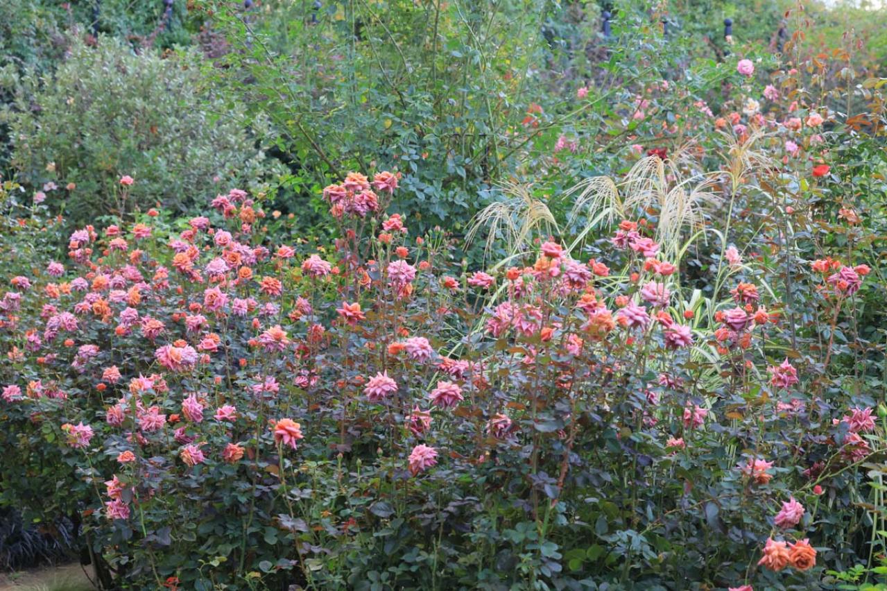 10月中旬から花の見頃を迎える【関東の絶景バラ園】2選｜バラのプロがおすすめ（画像5）