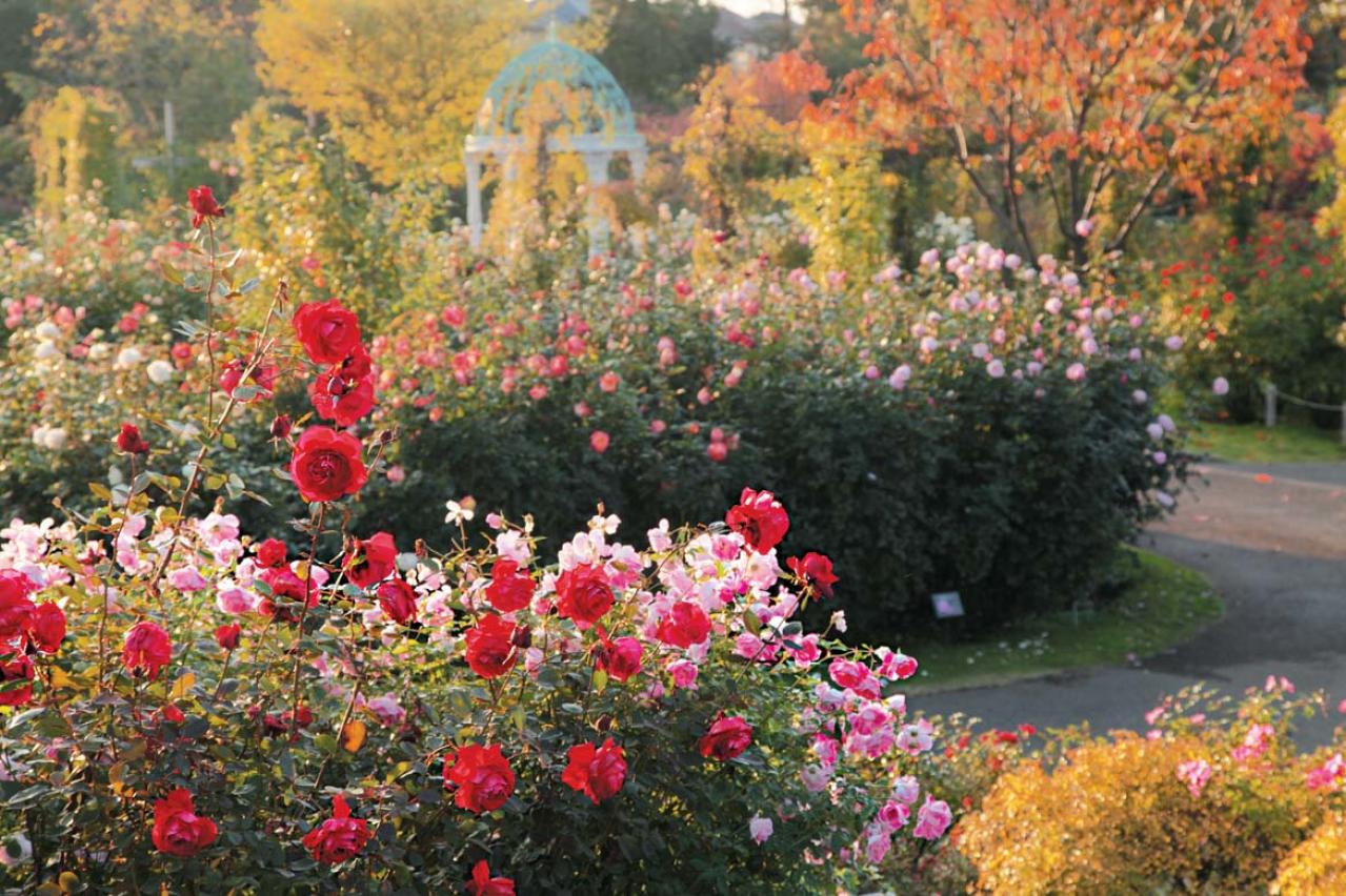 10月中旬から花の見頃を迎える【関東の絶景バラ園】2選｜バラのプロがおすすめ（画像8）
