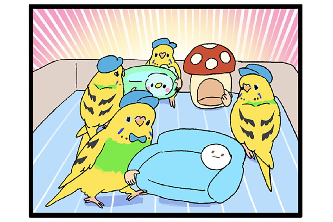 セキセイインコが引越し業者に！？カチョが毎日せっせと励んでいること【鳥マンガ #134】