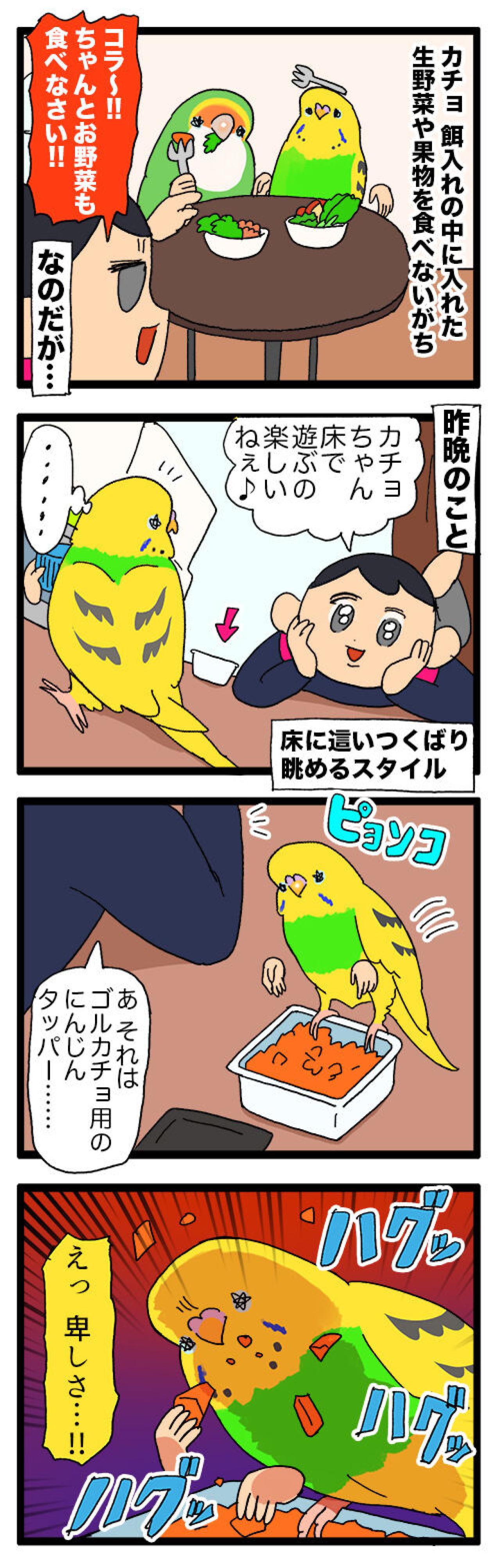 みかんも野菜も挑戦！インコ・カチョリエルの食事事情【鳥マンガ #133】（画像6）