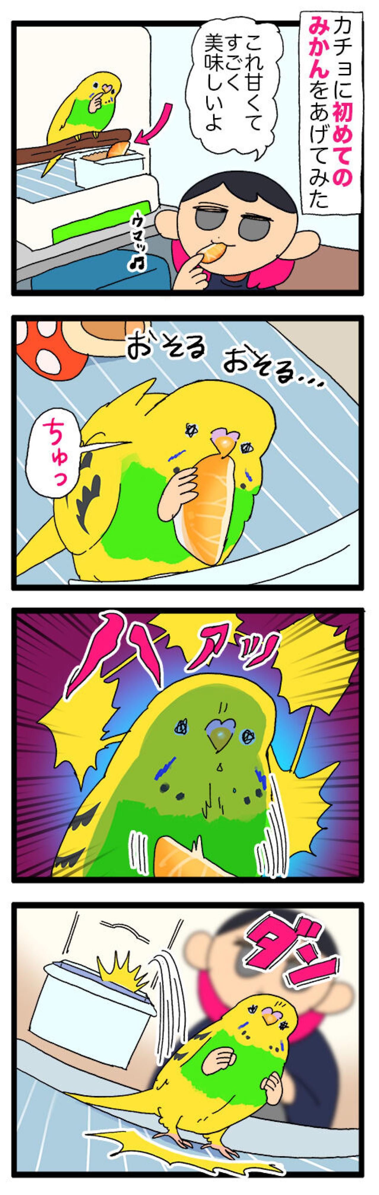 みかんも野菜も挑戦！インコ・カチョリエルの食事事情【鳥マンガ #133】（画像4）