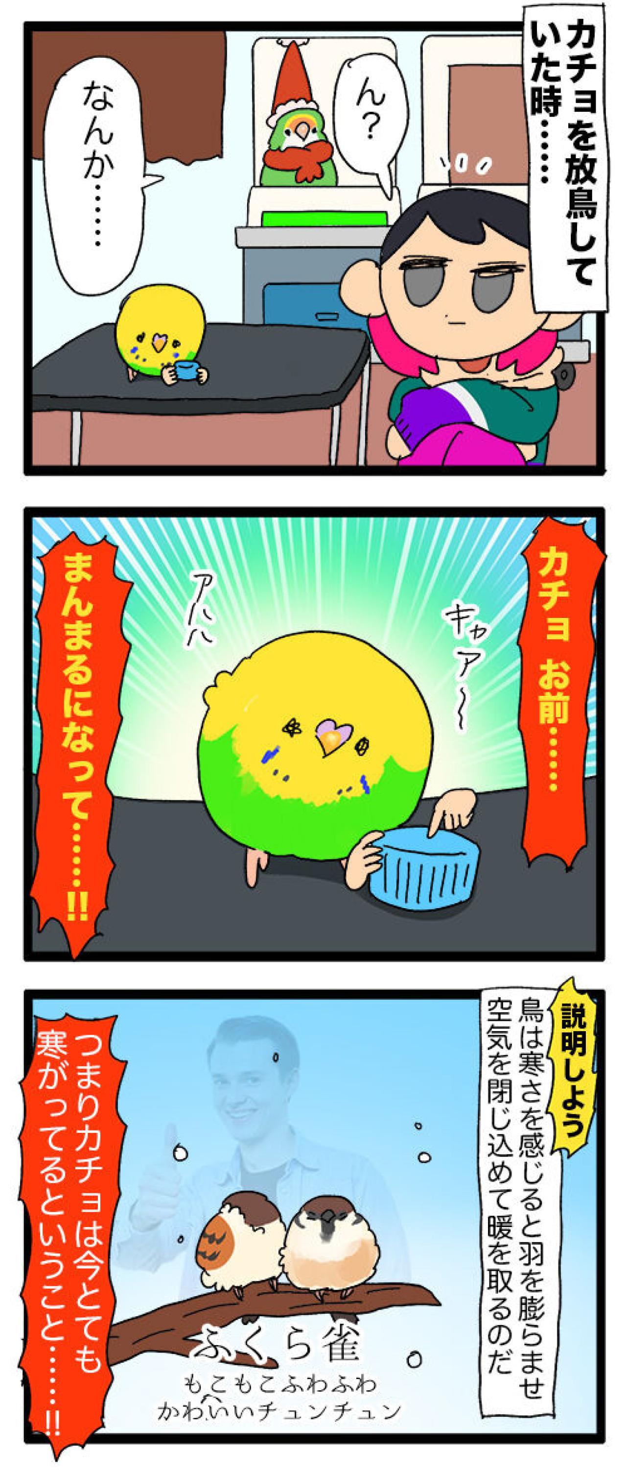 スマホ占拠にふくらみ姿も！インコ・カチョリエルのほっこり毎日【鳥マンガ #131】（画像4）