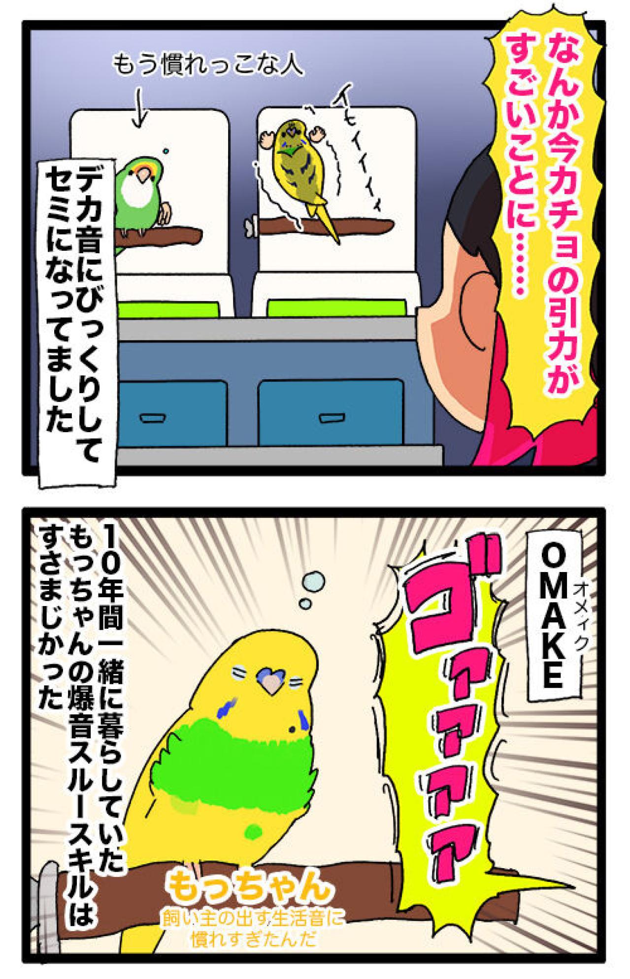 掃除機の爆音にビビる？インコ・カチョ、音怖克服チャレンジ【鳥マンガ #132】（画像7）