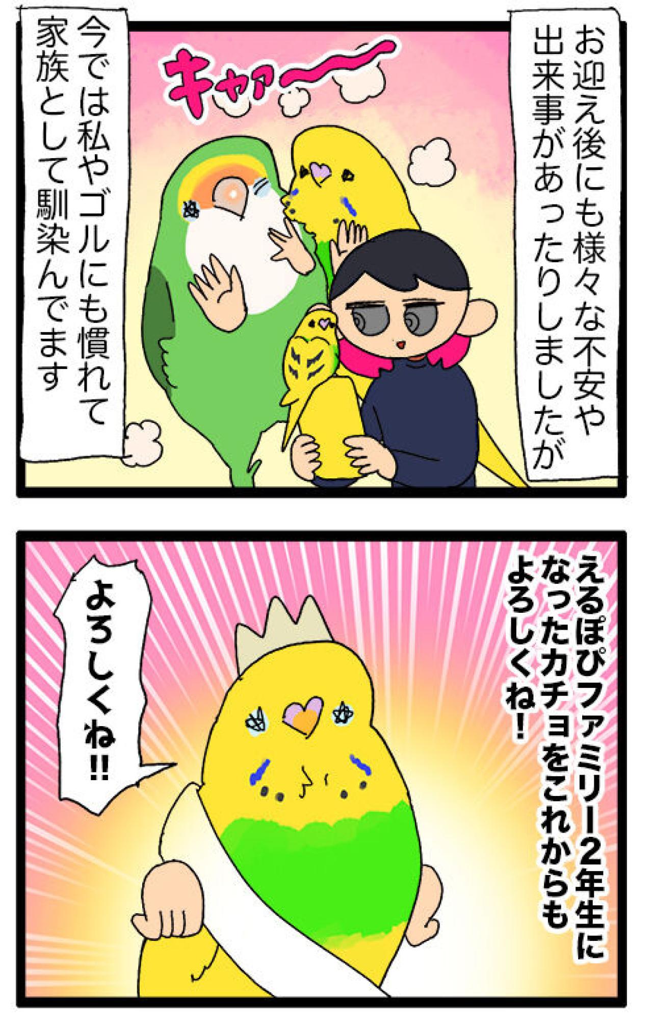 セキセイインコが引越し業者に！？カチョが毎日せっせと励んでいること【鳥マンガ #134】（画像8）