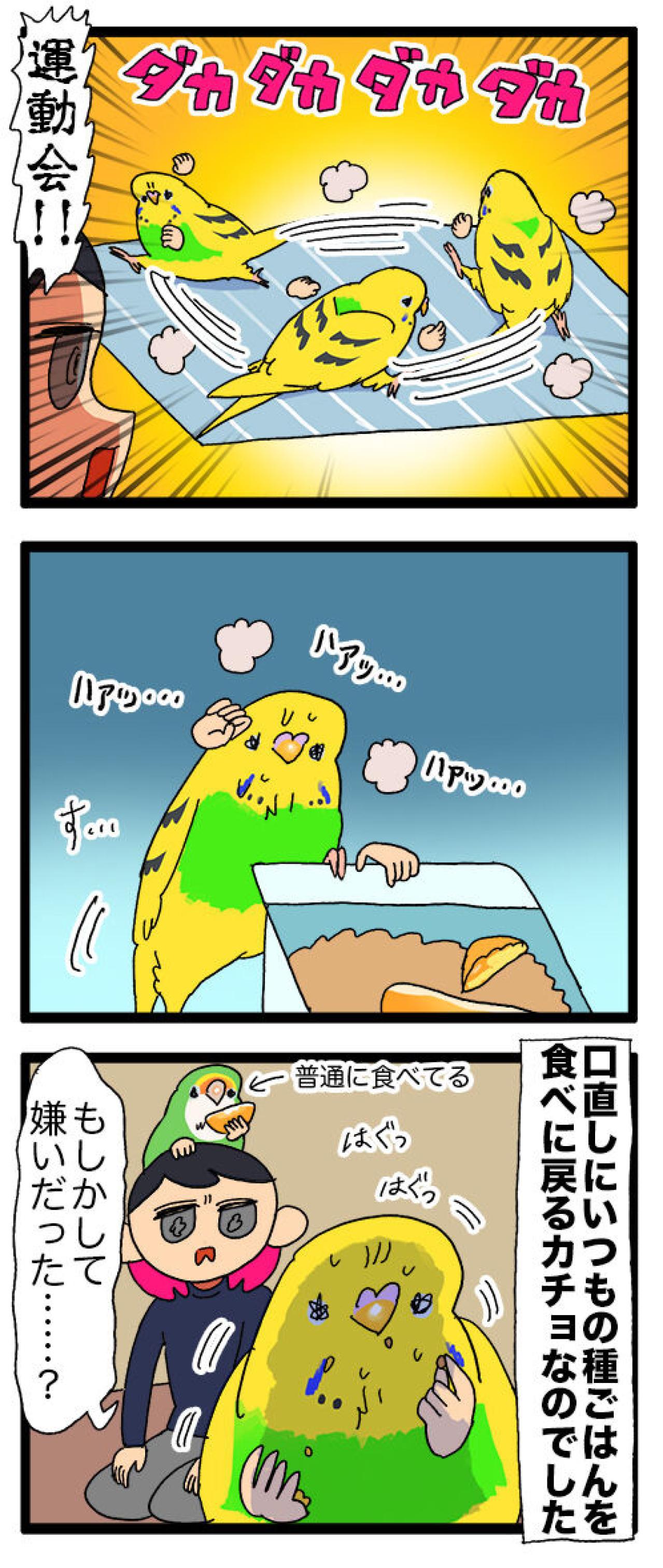 みかんも野菜も挑戦！インコ・カチョリエルの食事事情【鳥マンガ #133】（画像5）