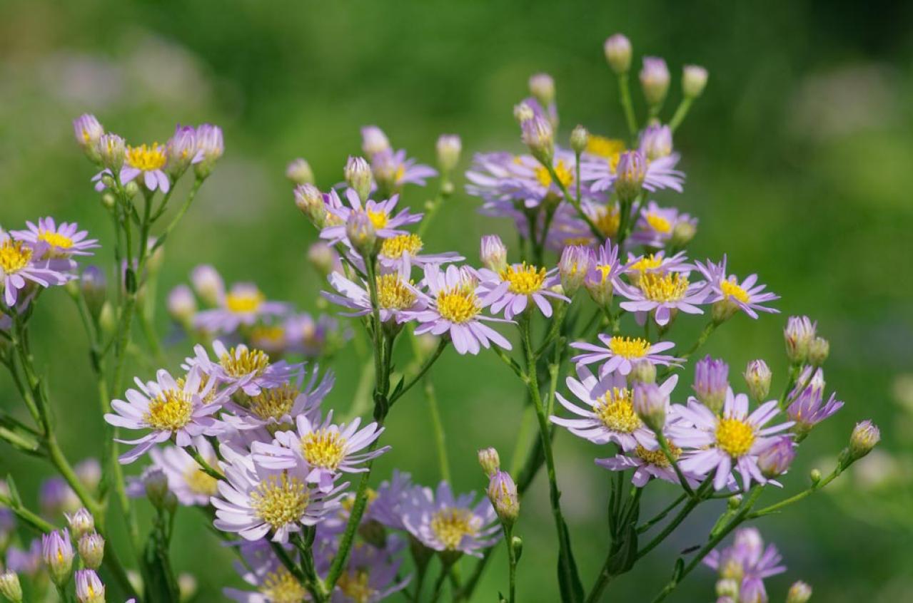 初心者も育てやすい！玄関先が華やかになる秋の草花［8選］（画像7）