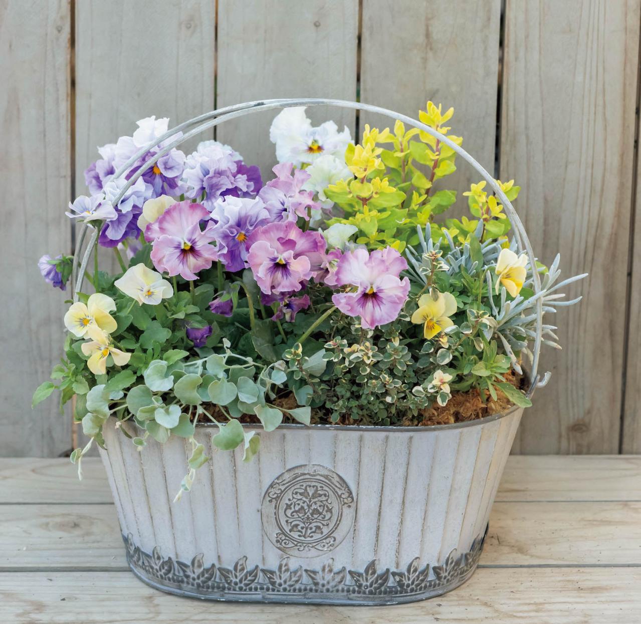 キュートな花かご風の【ビオラの寄せ植え】個性豊かな育種家ビオラで庭を彩る（画像4）