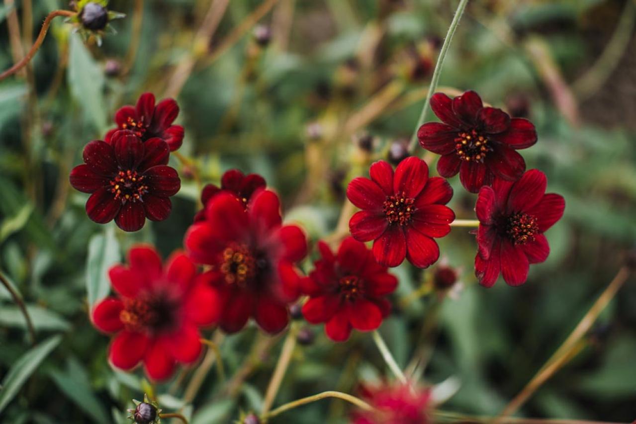 初心者も育てやすい！玄関先が華やかになる秋の草花［8選］（画像17）