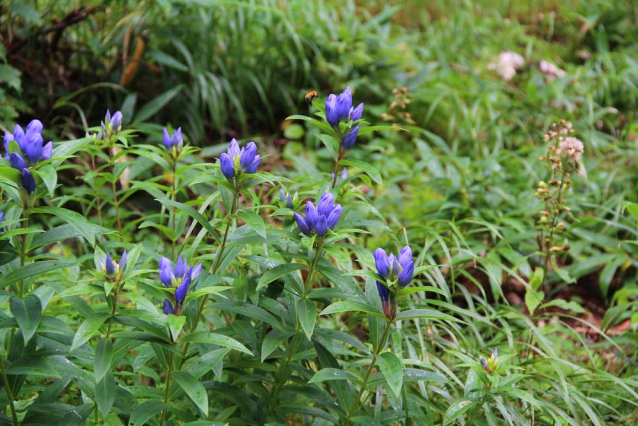 初心者も育てやすい！玄関先が華やかになる秋の草花［8選］（画像6）