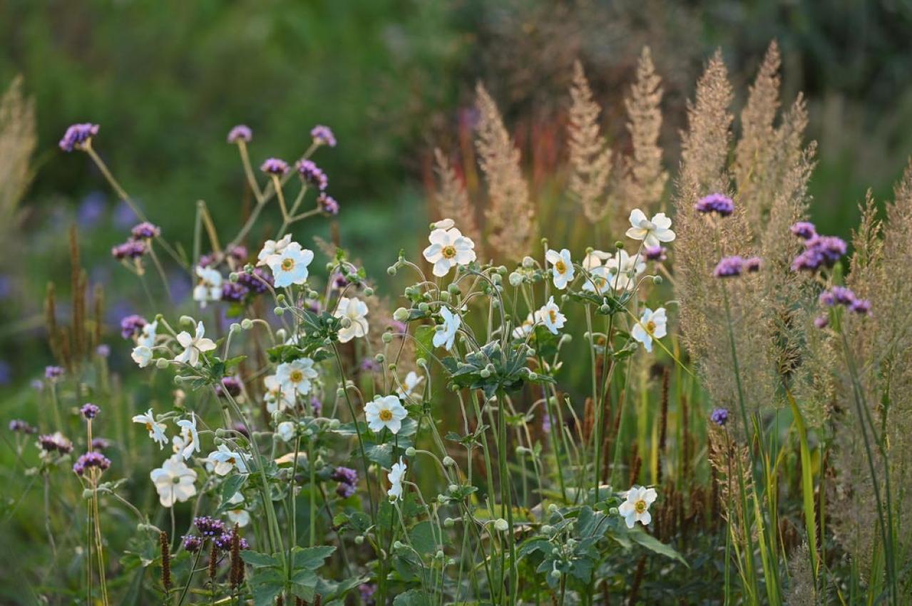 初心者も育てやすい！玄関先が華やかになる秋の草花［8選］（画像3）