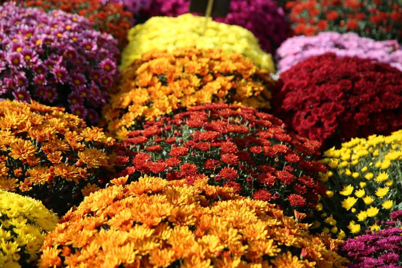 初心者も育てやすい！玄関先が華やかになる秋の草花［8選］（画像4）