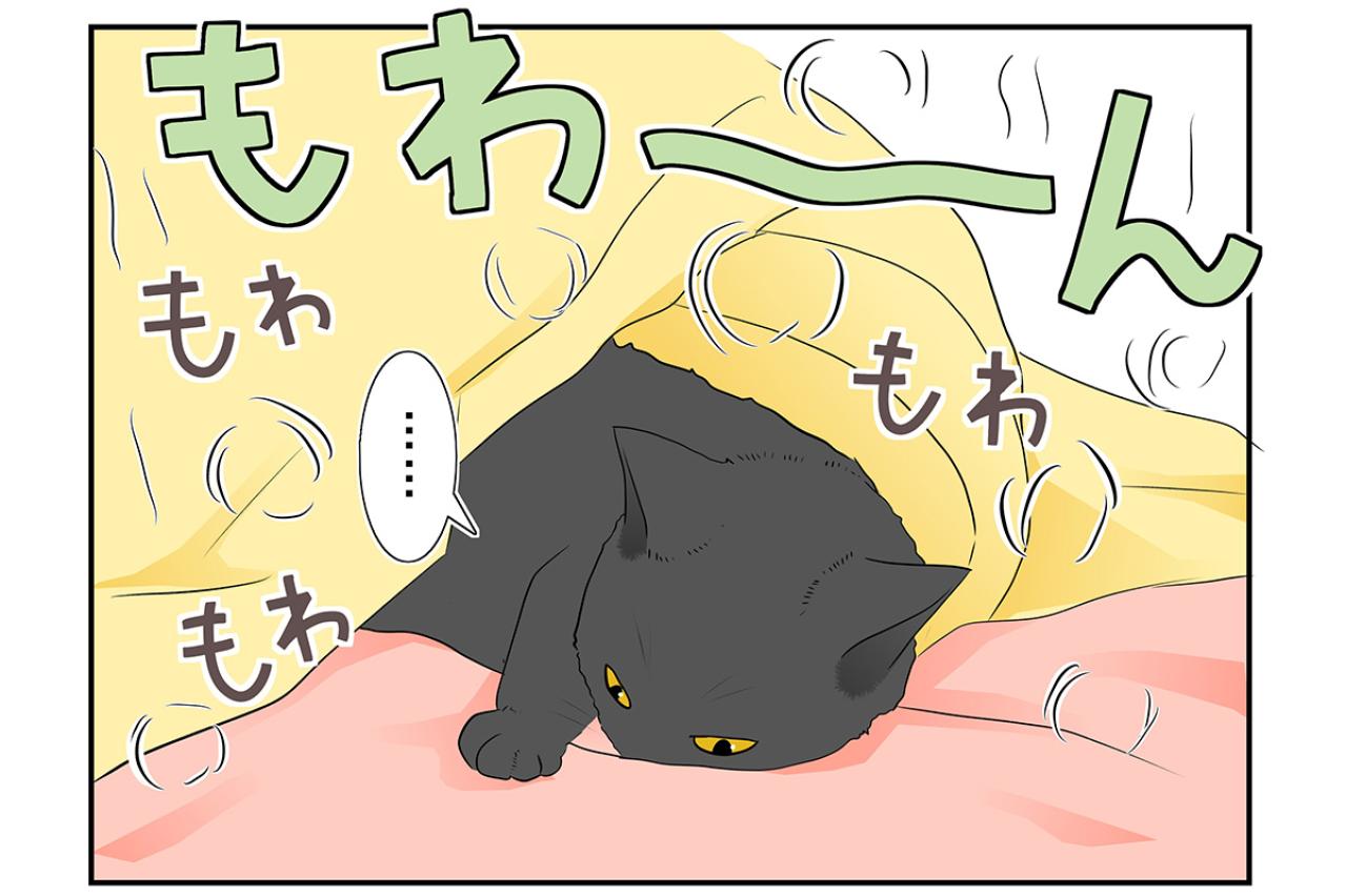 【マンガ・老猫日誌＃28】老猫とのループする日常？ 19歳の元保護猫・桃姐
