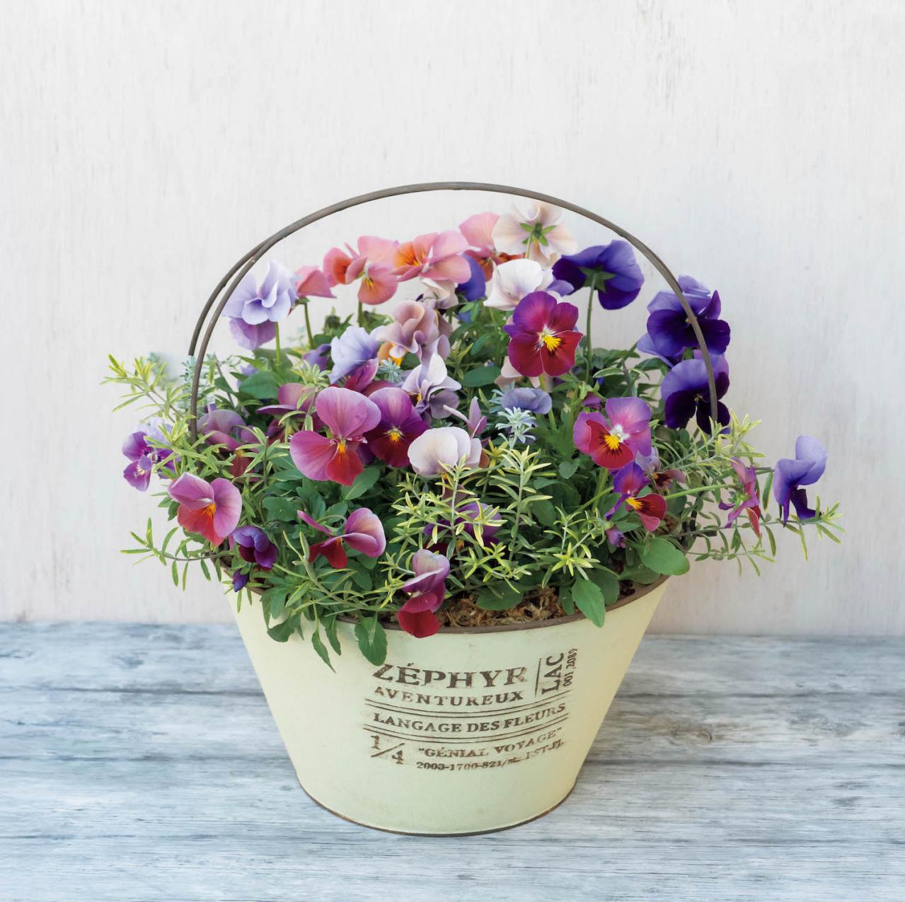 キュートな花かご風の【ビオラの寄せ植え】個性豊かな育種家ビオラで庭を彩る（画像2）