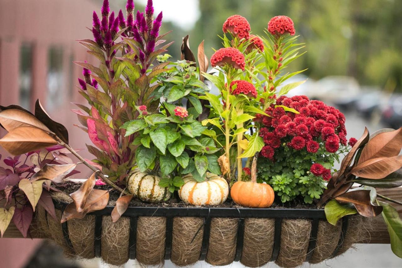 初心者も育てやすい！玄関先が華やかになる秋の草花［8選］（画像2）