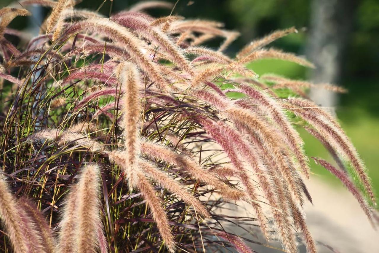 初心者も育てやすい！玄関先が華やかになる秋の草花［8選］（画像12）