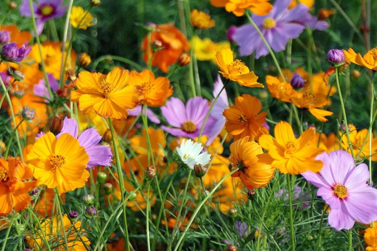 初心者も育てやすい！玄関先が華やかになる秋の草花［8選］