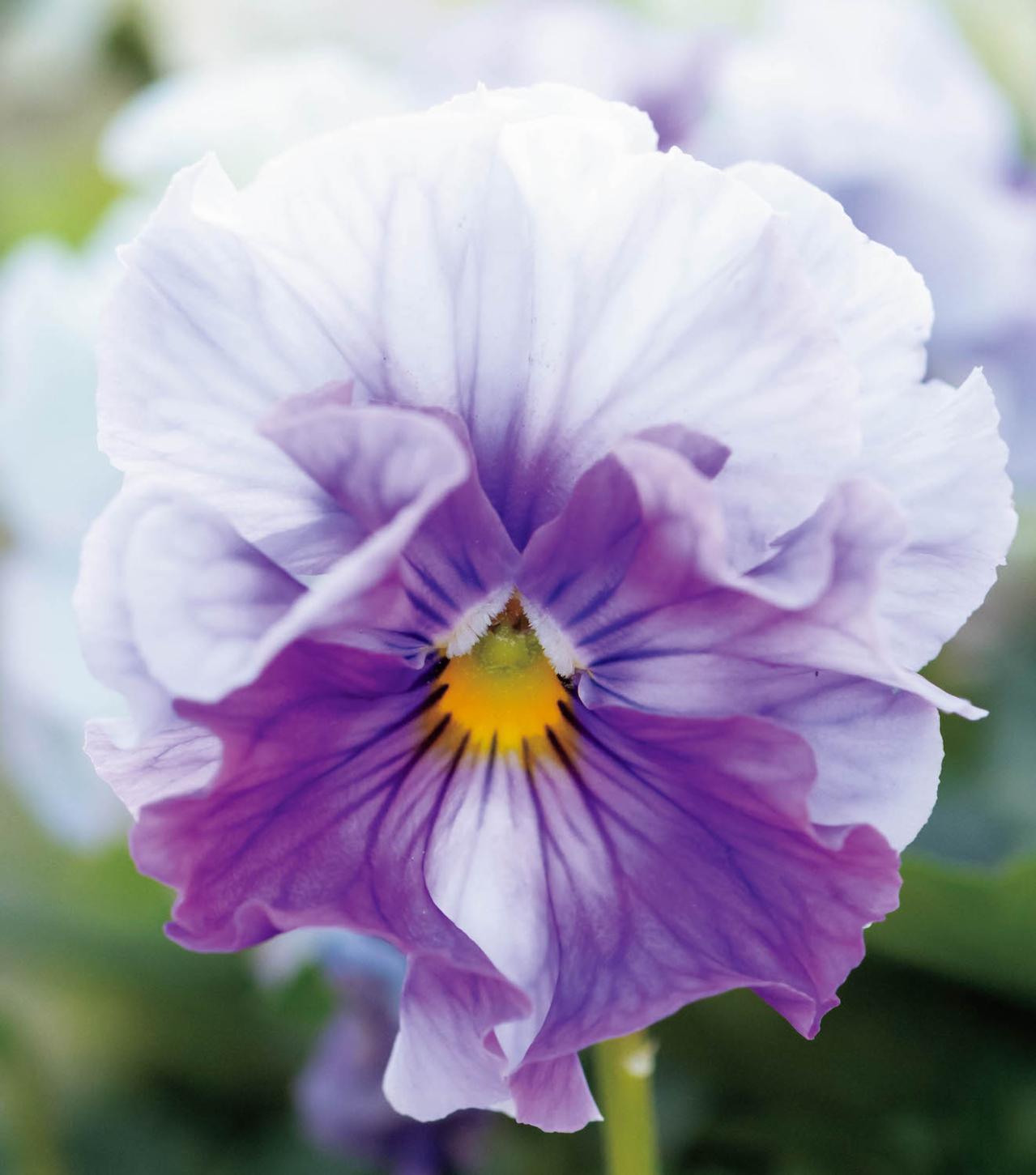 キュートな花かご風の【ビオラの寄せ植え】個性豊かな育種家ビオラで庭を彩る（画像5）